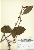 藏品(木犀(桂花))的圖片